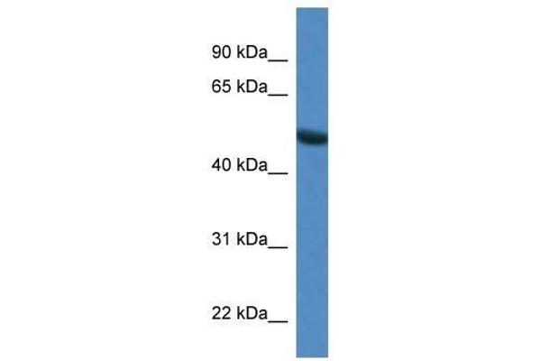 Syntrophin gamma 1 anticorps  (N-Term)