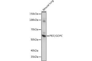 Western blot analysis of extracts of Mouse lung, using PIST/GOPC Rabbit mAb (ABIN1678809, ABIN1678808, ABIN7101325 and ABIN7101326) at 1:1000 dilution. (GOPC anticorps)