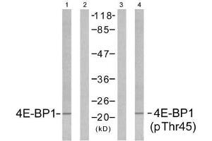 Western blot analysis of extracts from MDA435 cells untreated or treated with EGF (200nm, 5min), using 4E-BP1 (Ab-45) antibody (E021216, Lane1 and 2) and 4E-BP1 (phospho-Thr45) antibody (E011223, Lane 3 and 4) . (eIF4EBP1 anticorps  (pThr45))