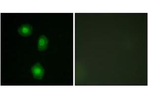 Immunofluorescence (IF) image for anti-Ribosomal Protein S6 Kinase, 90kDa, Polypeptide 5 (RPS6KA5) (AA 343-392) antibody (ABIN2889029) (MSK1 anticorps  (AA 343-392))