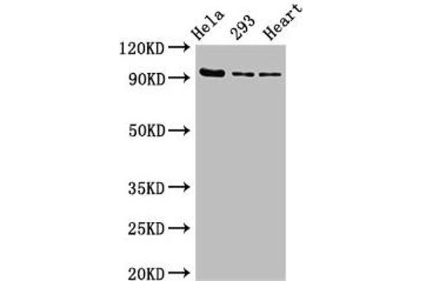 MCM4 anticorps  (AA 2-141)