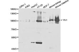 Western blot analysis of extracts of various cell lines, using VIL1 antibody (ABIN5973204) at 1/1000 dilution. (Villin 1 anticorps)