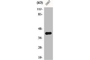 Western Blot analysis of COS7 cells using AMID Polyclonal Antibody (AIFM2 anticorps  (Internal Region))