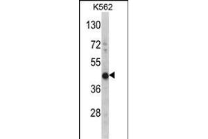 Western blot analysis of HIBCH Antibody (Center) (ABIN391638 and ABIN2841549) in K562 cell line lysates (35 μg/lane). (HIBCH anticorps  (AA 183-209))