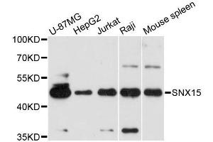 Western blot analysis of extracts of various cell lines, using SNX15 antibody (ABIN5996649) at 1:3000 dilution. (SNX15 anticorps)