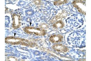 CHRND antibody was used for immunohistochemistry at a concentration of 4-8 ug/ml to stain Epithelial cells of renal tubule (arrows) in Human Kidney. (CHRND anticorps  (N-Term))