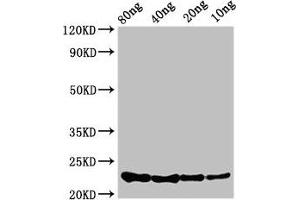 Western Blot Positive WB detected in Recombinant protein All lanes: csrA antibody at 3. (CsrA (AA 1-61) anticorps)