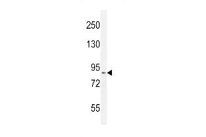 Western blot analysis in mouse Neuro-2a cell line lysates (35ug/lane). (DDX11 anticorps  (AA 656-683))