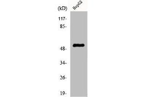 Western Blot analysis of HepG2 cells using Cytokeratin 7 Polyclonal Antibody (Cytokeratin 7 anticorps  (C-Term))