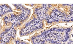 Detection of MUC2 in Porcine Small intestine Tissue using Polyclonal Antibody to Mucin 2 (MUC2) (MUC2 anticorps  (AA 36-351))