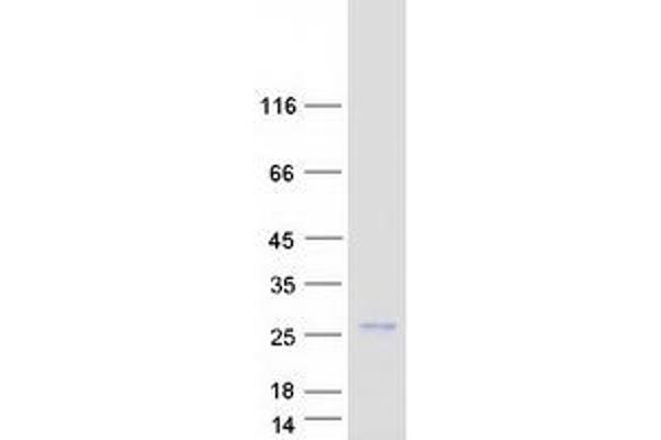 Glutaredoxin 2 Protein (GRX2) (Transcript Variant 1) (Myc-DYKDDDDK Tag)