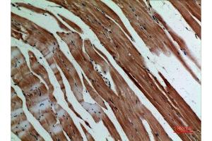 Immunohistochemistry (IHC) analysis of paraffin-embedded Mouse Muscle, antibody was diluted at 1:100. (alpha-SMA (C-Term) anticorps)