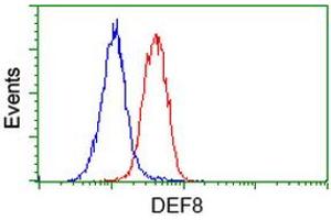 Flow cytometric Analysis of Hela cells, using anti-DEF8 antibody (ABIN2454415), (Red), compared to a nonspecific negative control antibody, (Blue). (DEF8 anticorps)