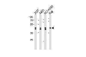 Western blot analysis in 293T,A431,NCI-H292,Raji cell line lysates (35ug/lane). (HNRNPD/AUF1 anticorps  (N-Term))