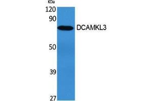 Western Blotting (WB) image for anti-Doublecortin-Like Kinase 3 (DCLK3) (Internal Region) antibody (ABIN3174717) (DCLK3 anticorps  (Internal Region))