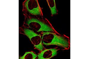 Fluorescent image of Hela cells stained with CRTAP Antibody (N-term). (CRTAP anticorps  (N-Term))