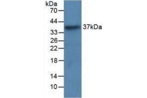 Western blot analysis of recombinant Human LRG1. (LRG1 anticorps  (AA 37-340))