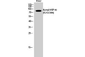 Western Blot analysis of K562 cells using Acetyl-HSP 90 (K292/284) Polyclonal Antibody. (HSP90 anticorps  (acLys284, acLys292))