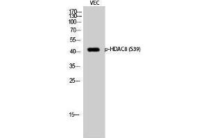 Western Blotting (WB) image for anti-Histone Deacetylase 8 (HDAC8) (pSer39) antibody (ABIN3182026) (HDAC8 anticorps  (pSer39))