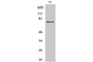 Western Blotting (WB) image for anti-tau Protein (Ser852) antibody (ABIN3187180) (tau anticorps  (Ser852))