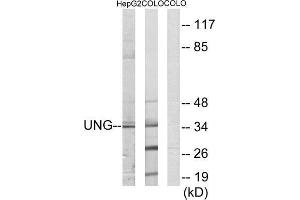 Western Blotting (WB) image for anti-Uracil-DNA Glycosylase (UNG) (Internal Region) antibody (ABIN1849162) (UNG anticorps  (Internal Region))