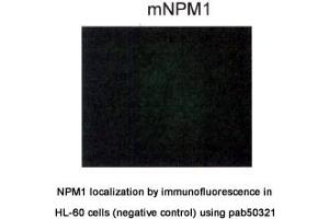 Image no. 2 for anti-Nucleophosmin (Nucleolar phosphoprotein B23, Numatrin) (NPM1) (AA 250-298), (C-Term) antibody (ABIN1737584)