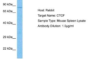 Host: Rabbit Target Name: CTCF Sample Tissue: Mouse Spleen Antibody Dilution: 1ug/ml (CTCF anticorps  (C-Term))