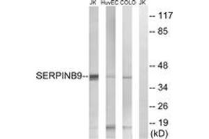 Western Blotting (WB) image for anti-serpin Peptidase Inhibitor, Clade B (Ovalbumin), Member 9 (SERPINB9) (AA 241-290) antibody (ABIN2890628) (SERPINB9 anticorps  (AA 241-290))