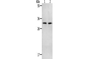 Western Blotting (WB) image for anti-NME/NM23 Nucleoside Diphosphate Kinase 6 (NME6) antibody (ABIN2428482) (NME6 anticorps)