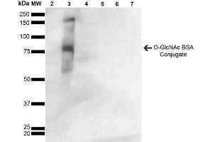 Western Blot analysis of GlcNAc-BSA Conjugate showing detection of 67 kDa GlcNAc-BSA using Mouse Anti-GlcNAc Monoclonal Antibody, Clone 9H6 . (O-GlcNAc anticorps (Atto 390))