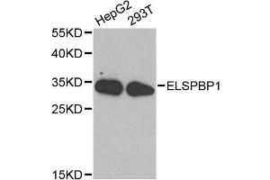 Western blot analysis of extracts of various cell lines, using ELSPBP1 antibody (ABIN5971178) at 1/1000 dilution. (ELSPBP1 anticorps)