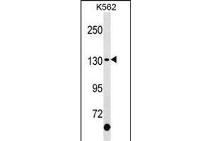 KIT Antibody (C-term ) (ABIN1537641 and ABIN2850298) western blot analysis in K562 cell line lysates (35 μg/lane). (KIT anticorps  (C-Term))