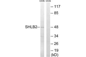 Western blot analysis of extracts from COS cells, using SH3GLB2 antibody. (SH3GLB2 anticorps  (Internal Region))