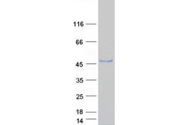 IZUMO1 Protein (Myc-DYKDDDDK Tag)