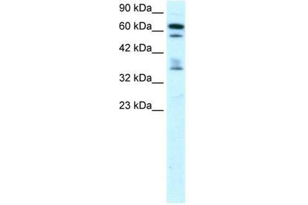 ZNF512 anticorps  (Middle Region)