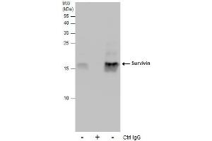 IP Image Immunoprecipitation of Survivin protein from 293T whole cell extracts using 5 μg of Survivin antibody, Western blot analysis was performed using Survivin antibody, EasyBlot anti-Rabbit IgG  was used as a secondary reagent. (Survivin anticorps  (C-Term))