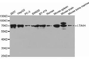 Western blot analysis of extracts of various cell lines, using LTA4H antibody (ABIN5971337) at 1/1000 dilution. (LTA4H anticorps)