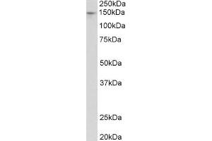 Western Blot (0. (PEX1 anticorps  (Internal Region))