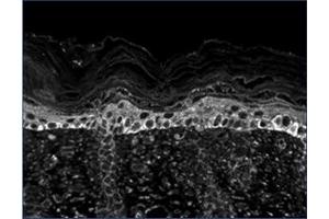 Immunofluorescence (IF) image for anti-Potassium Channel, Subfamily T, Member 2 (KCNT2) (AA 564-624) antibody (ABIN492454) (KCNT2 anticorps  (AA 564-624))