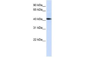 STK17A antibody (70R-10450) used at 0. (STK17A anticorps  (C-Term))