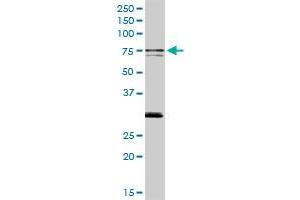 SWAP70 MaxPab rabbit polyclonal antibody. (SWAP70 anticorps  (AA 1-585))