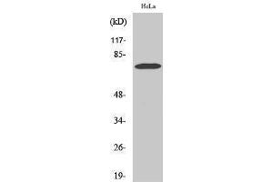 Western Blotting (WB) image for anti-Yes-Associated Protein 1 (YAP1) (Internal Region) antibody (ABIN3177962) (YAP1 anticorps  (Internal Region))