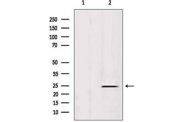 HSPB11 anticorps  (N-Term)