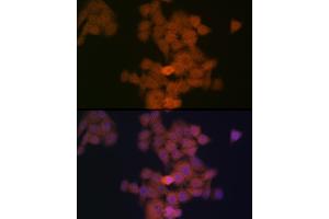 Immunofluorescence analysis of HeLa cells using PFDN5 Rabbit mAb (ABIN1682853, ABIN3018535, ABIN3018536 and ABIN7101624) at dilution of 1:100 (40x lens). (PFDN5 anticorps)