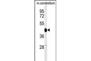 Western blot analysis of SGTB Antibody (N-term) (ABIN651267 and ABIN2840162) in mouse cerebellum tissue lysates (35 μg/lane). (SGTB anticorps  (N-Term))