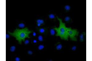 Anti-MPP3 mouse monoclonal antibody (ABIN2453325) immunofluorescent staining of COS7 cells transiently transfected by pCMV6-ENTRY MPP3 (RC208903). (MPP3 anticorps)