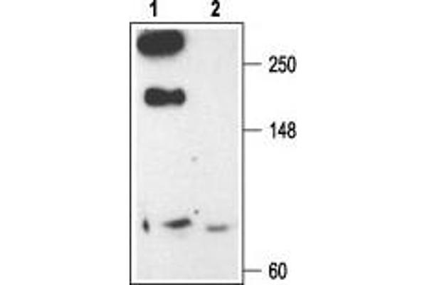 CACNA1E anticorps  (Intracellular)