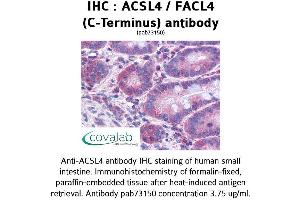 Image no. 2 for anti-Acyl-CoA Synthetase Long-Chain Family Member 4 (ACSL4) (C-Term) antibody (ABIN1731463) (ACSL4 anticorps  (C-Term))