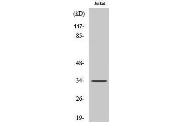 OR51D1 anticorps  (Internal Region)