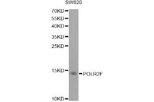 Western blot analysis of extracts of SW620 cells, using POLR2F antibody. (POLR2F anticorps)